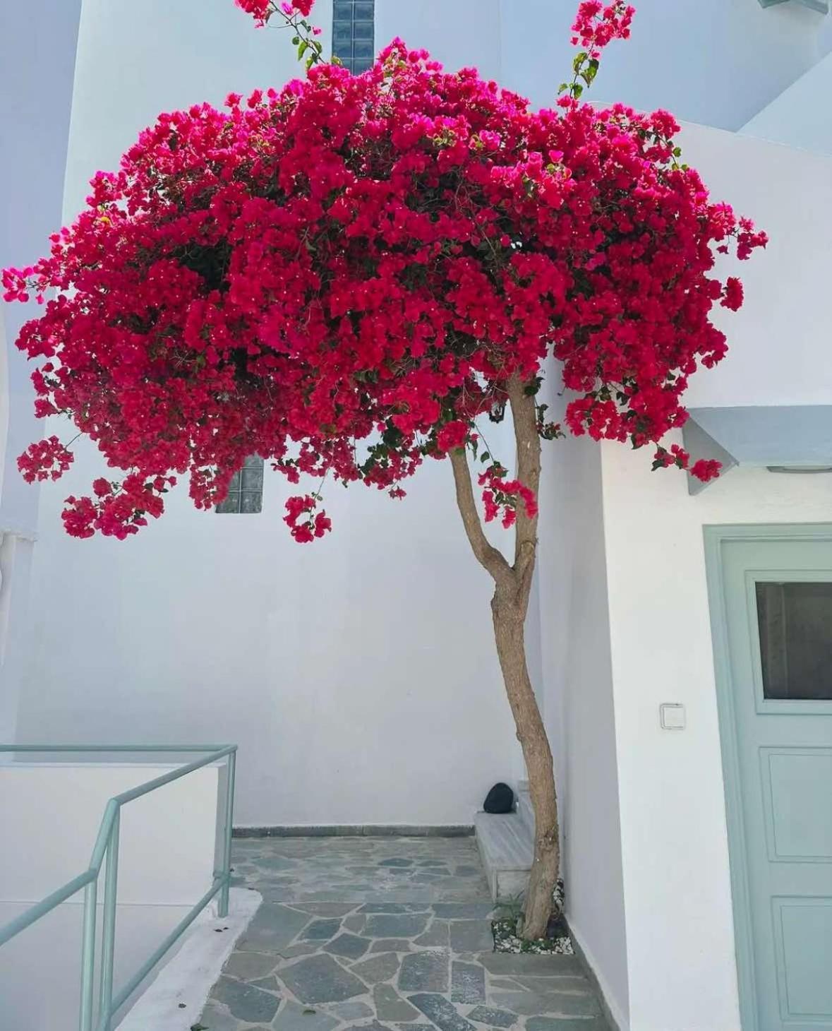 Lefkothea Hotel Kamari  Exterior photo